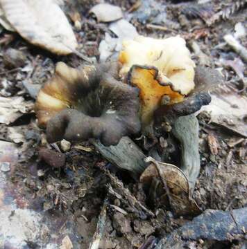 Image of Craterellus