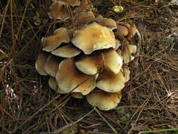 Image of Hypholoma