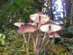 Image of Mycena