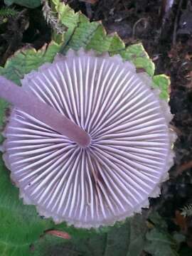 Image of Mycena