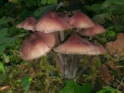 Image of Mycena