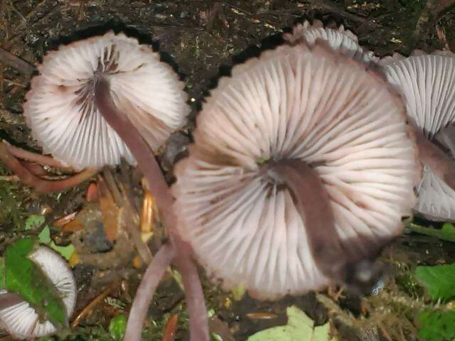 Image of Mycena