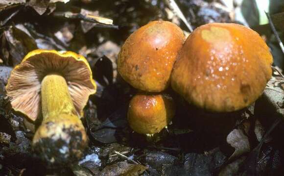 Image of Cortinarius corrugatus Peck 1872