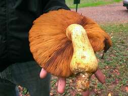 Image of Gymnopilus