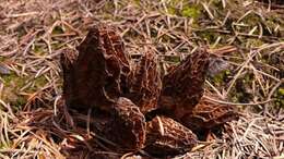 Image of Morchellaceae