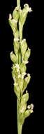 Image of Setaria basiclada (Hughes) R. D. Webster