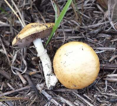 Image of Psilocybe coronilla (Bull.) Noordel. 1995