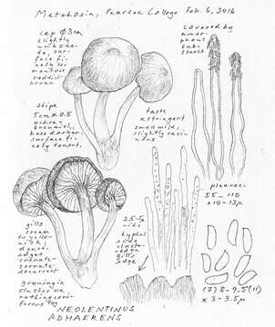 Image of Neolentinus