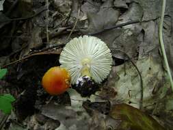 Слика од Amanita flavoconia G. F. Atk. 1902