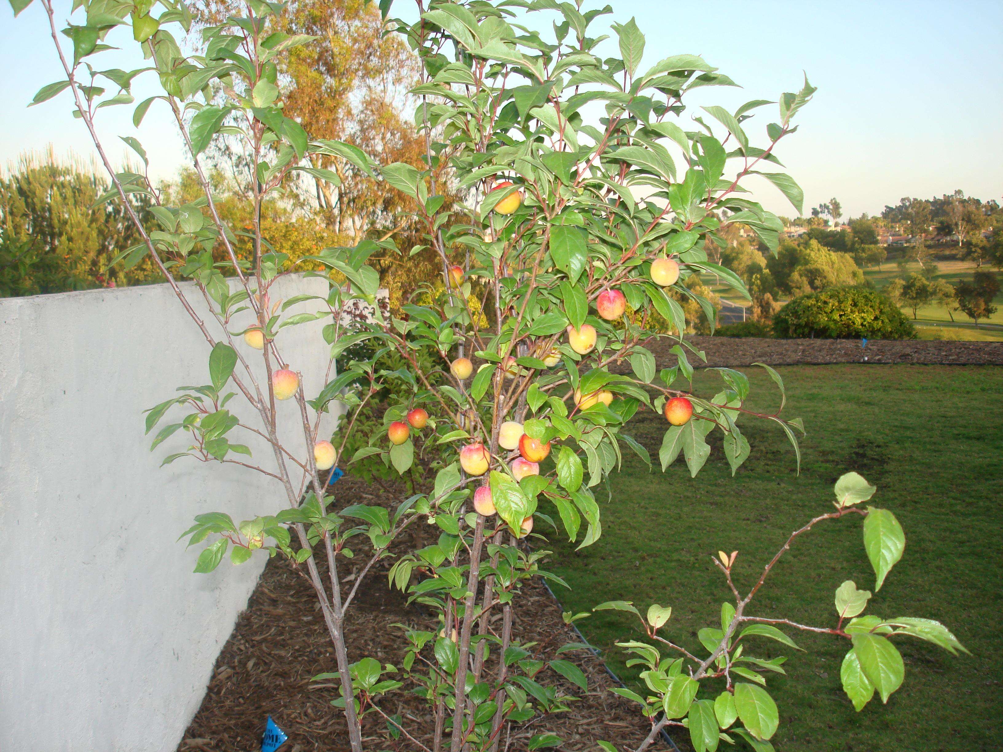 Image of Prunus