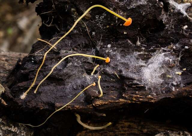 Image of Mycena acicula (Schaeff.) P. Kumm. 1871