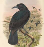 Lycocorax obiensis的圖片