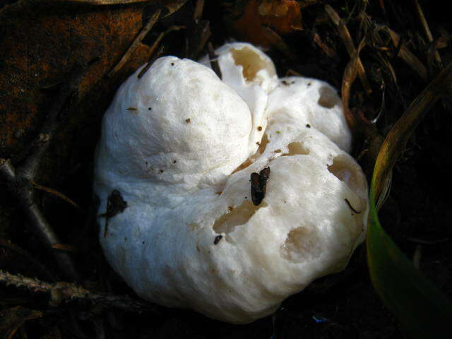 Image of Entoloma abortivum (Berk. & M. A. Curtis) Donk 1949