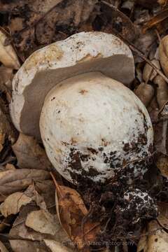 Sivun Boletus barrowsii Thiers & A. H. Sm. 1976 kuva