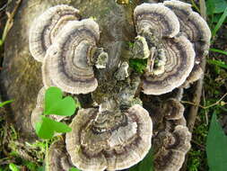 Image of Trametes