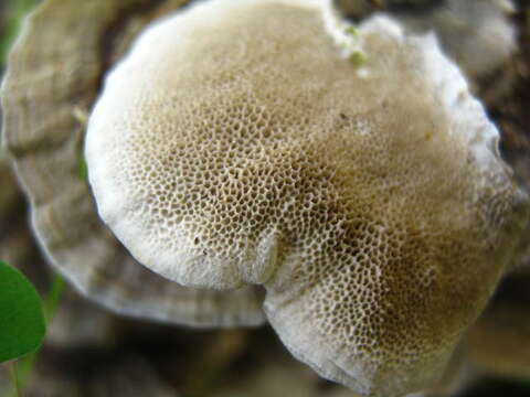 Image of Trametes