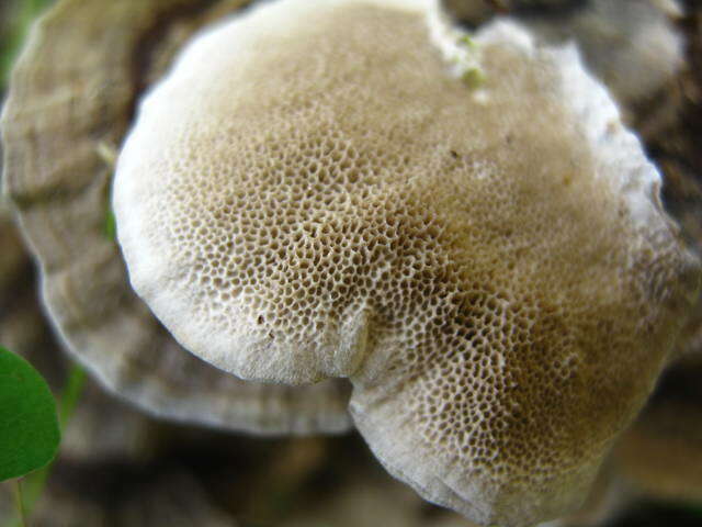 Image of Trametes