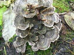 Image of Trametes