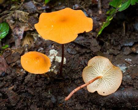 Image of Marasmius