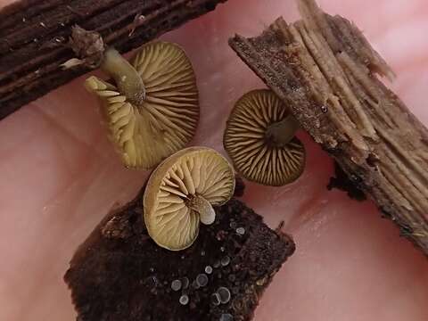 Image of Simocybe