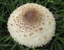 Image of Chlorophyllum