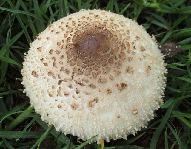 Chlorophyllum resmi