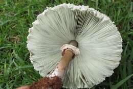 Image of Chlorophyllum