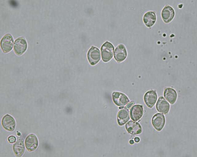 Image of Flammulaster carpophilus (Fr.) Earle ex Vellinga 1986