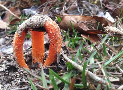 Image of Clathrus