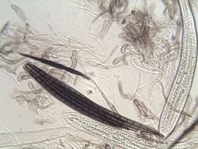 Image of Geoglossomycetes