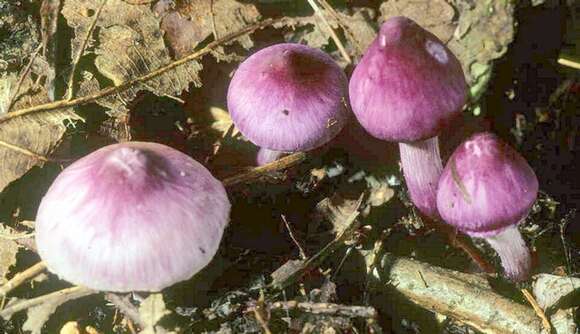 Inocybe resmi