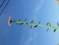 Plancia ëd Iberis umbellata L.