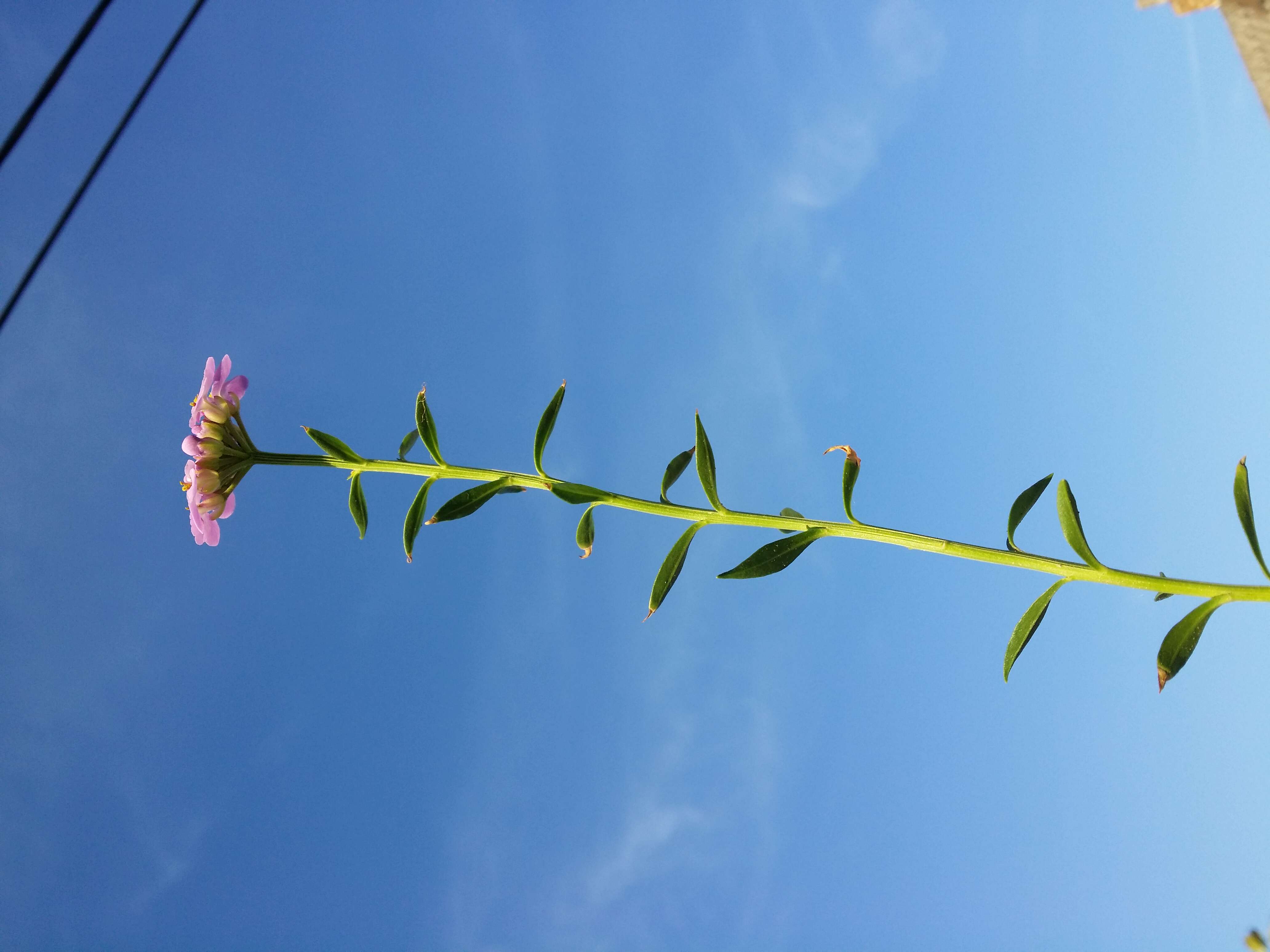 Plancia ëd Iberis umbellata L.