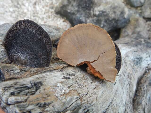 Image of Hexagonia hydnoides (Sw.) M. Fidalgo 1968