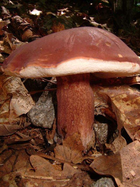 Image of Tylopilus badiceps (Peck) A. H. Sm. & Thiers 1971