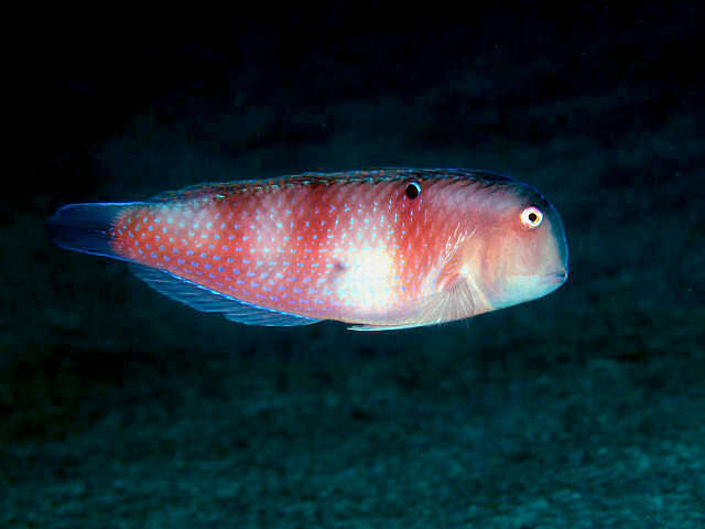 Image of Black-spot tuskfish