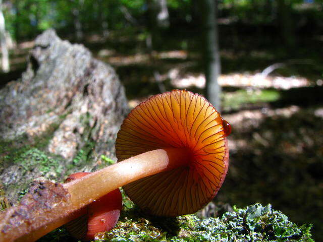 Imagem de Mycena atkinsoniana A. H. Sm. 1947