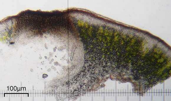 Image of Eurotiomycetes