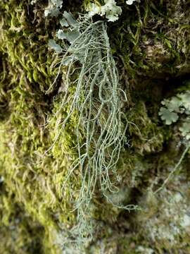 Image of Usnea Dill. ex Adans.