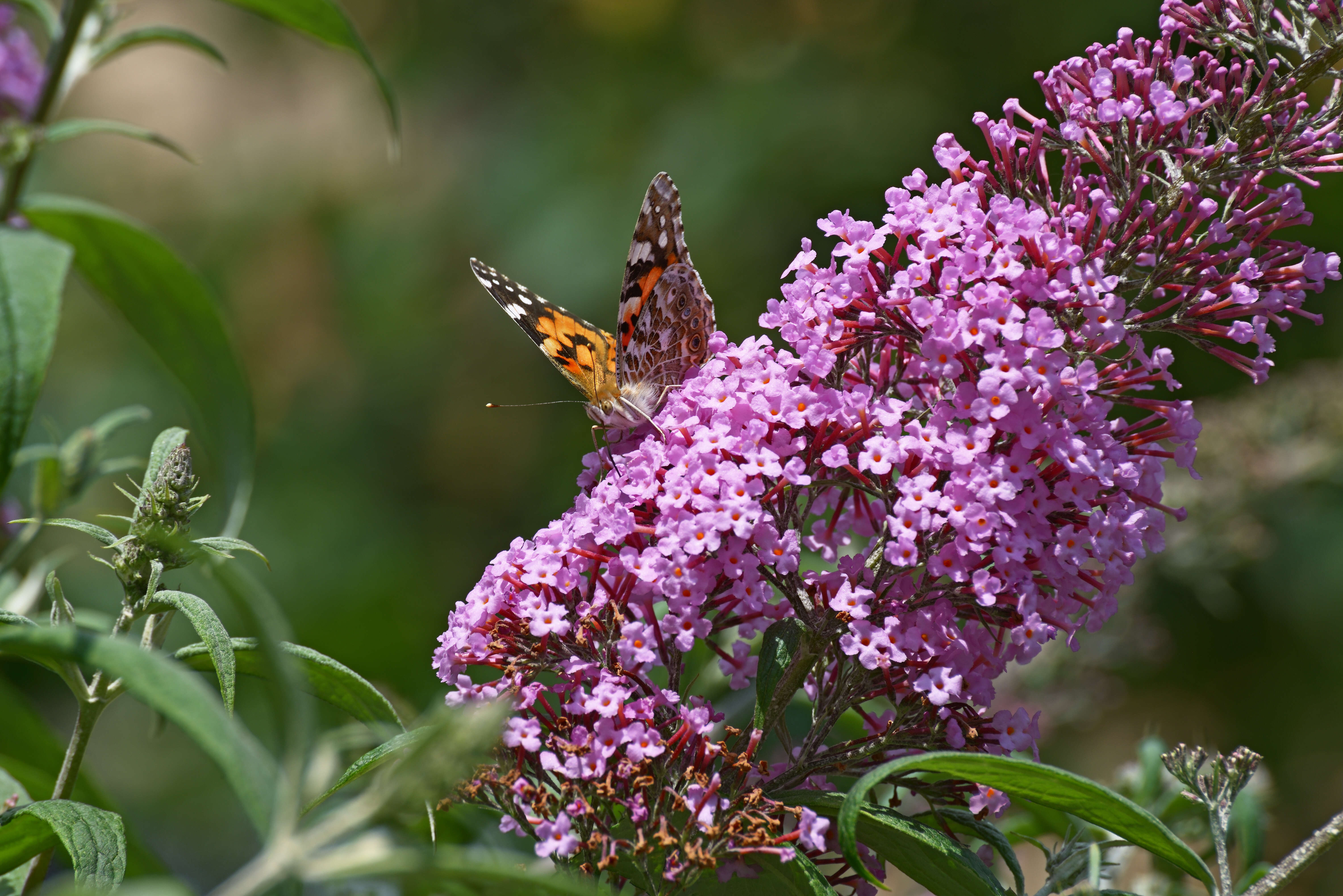 Image of Vanessa cardui