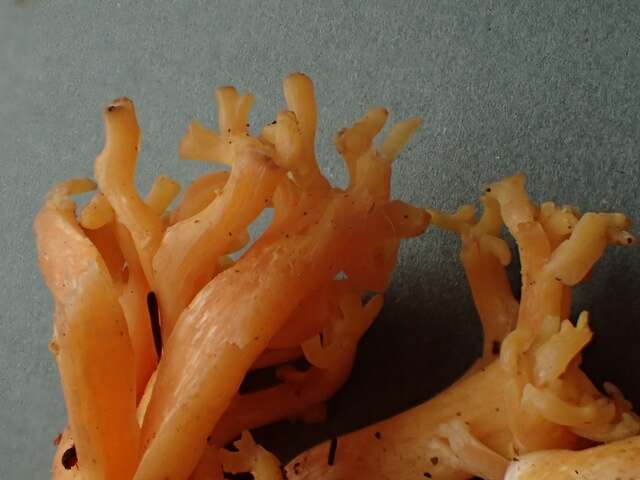 Ramaria rubricarnata Marr & D. E. Stuntz 1974 resmi