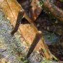 Image of <i>Xylaria enterogena</i> Mont.