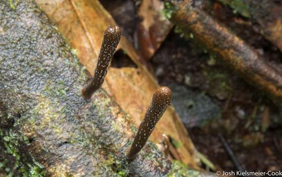 Image of <i>Xylaria enterogena</i> Mont.