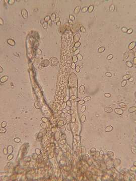 Image of Nematogonum