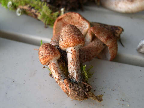 Image of Inocybe