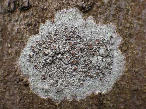 Image of Lecanora Ach.