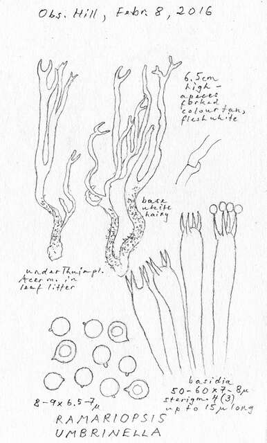 Image of Clavulinopsis umbrinella (Sacc.) Corner 1950