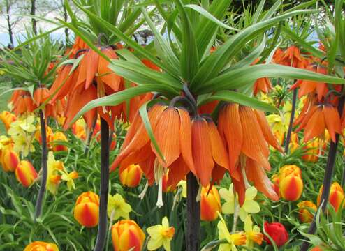 Image of Fritillaria