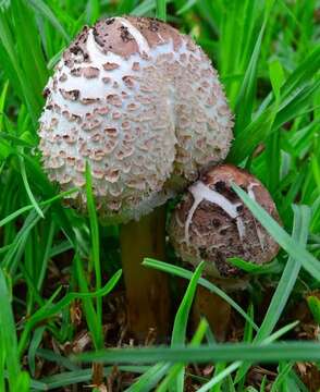 Image of Chlorophyllum