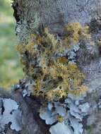 Image of teloschistes lichen